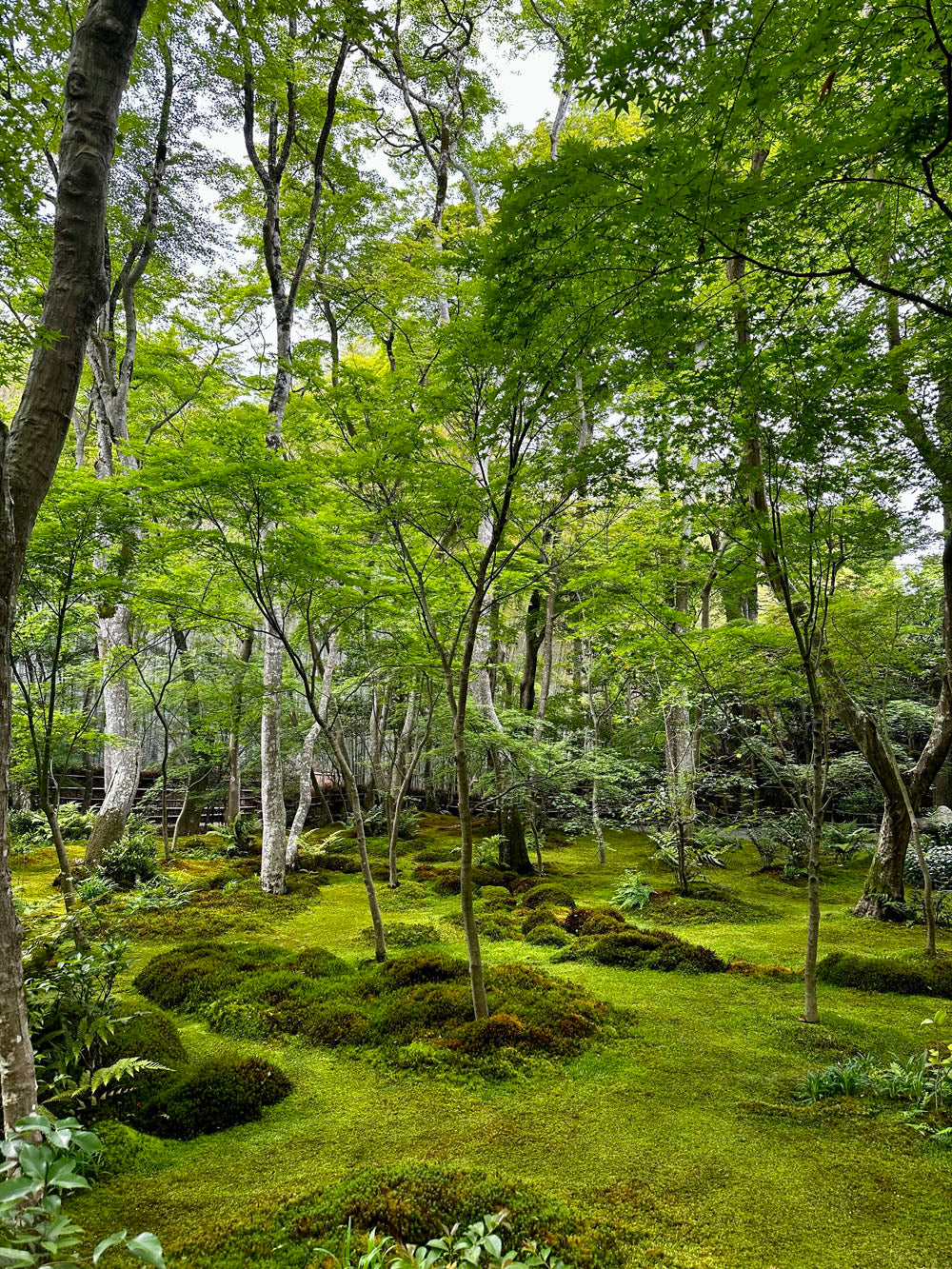 ALONG THE WAY: KYOTO